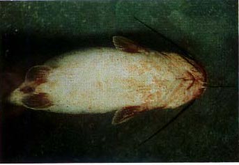 esc